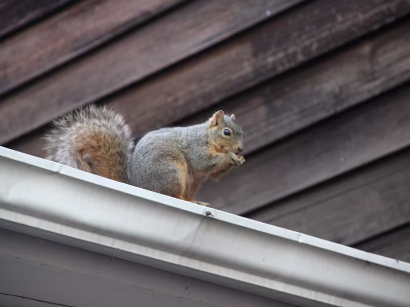Wildlife intrusion near an industrial factory requiring humane removal and exclusion