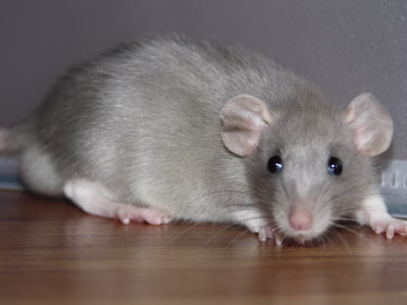 Rodent pest control near me showing rat inside building