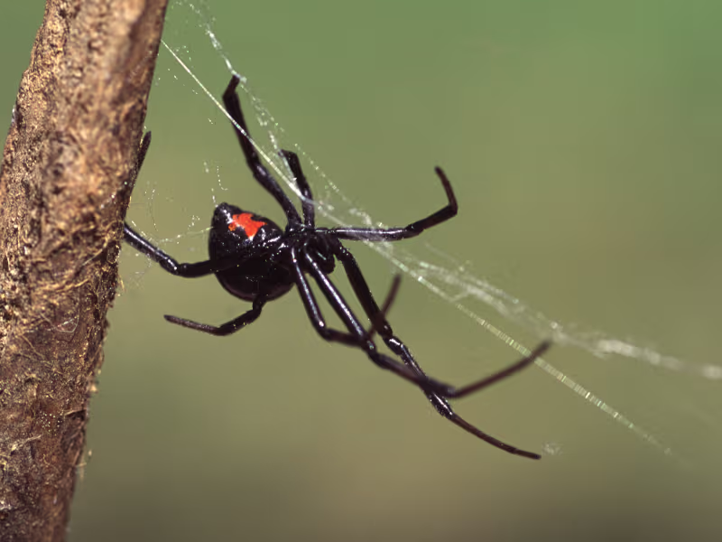 Spider pest control near me showing spider on web near structure