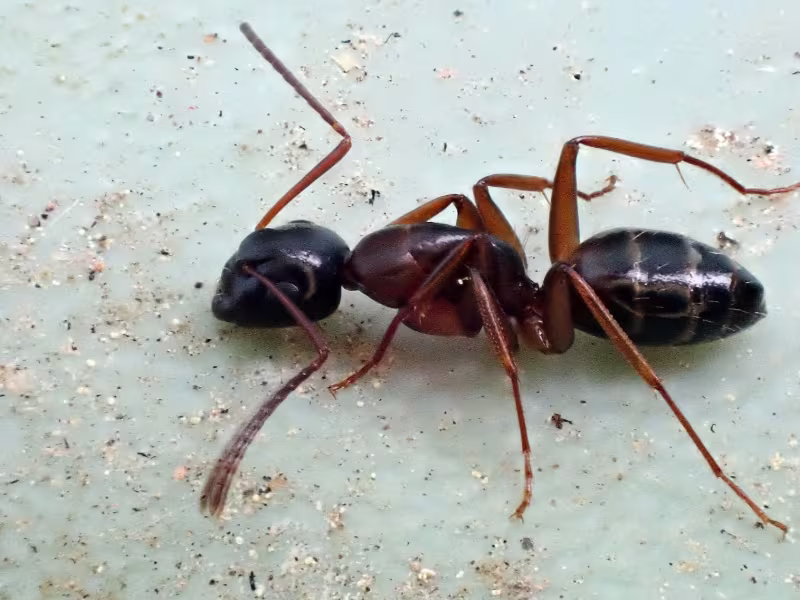 Ant Control Brampton