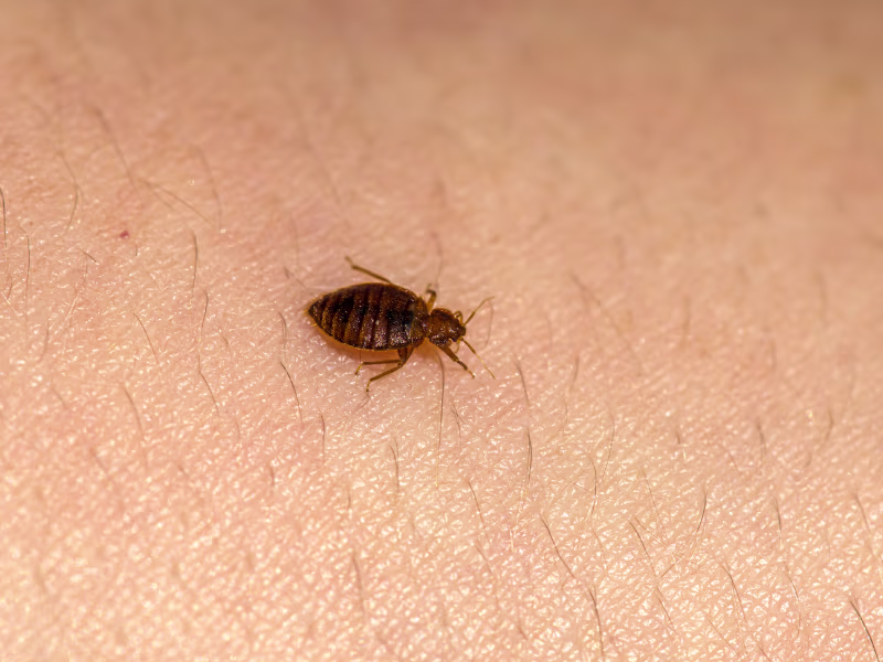 Bed Bug Exterminator in Brampton