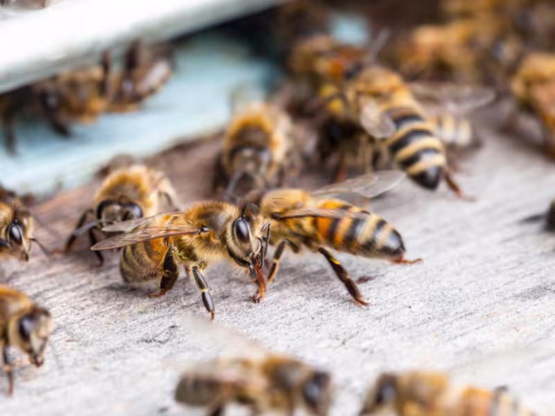 Bee Removal