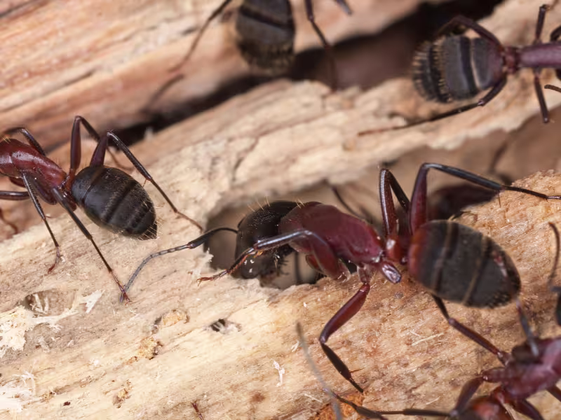 Carpenter Ants Control