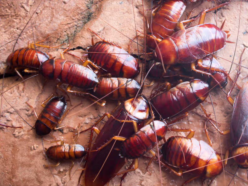 Cockroach Removal