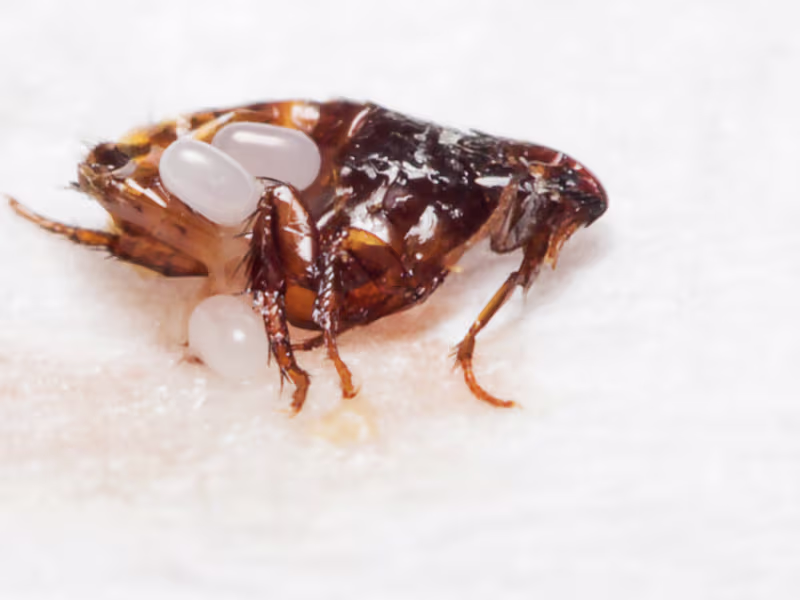 Flea Control