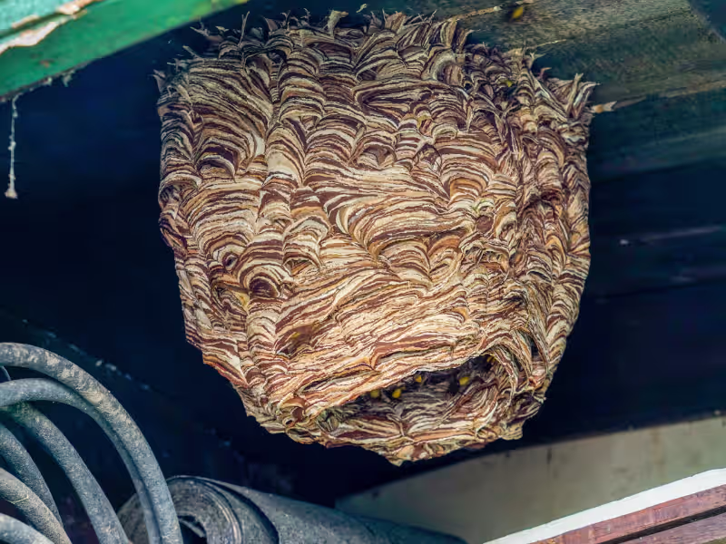 Hornet Nest Removal