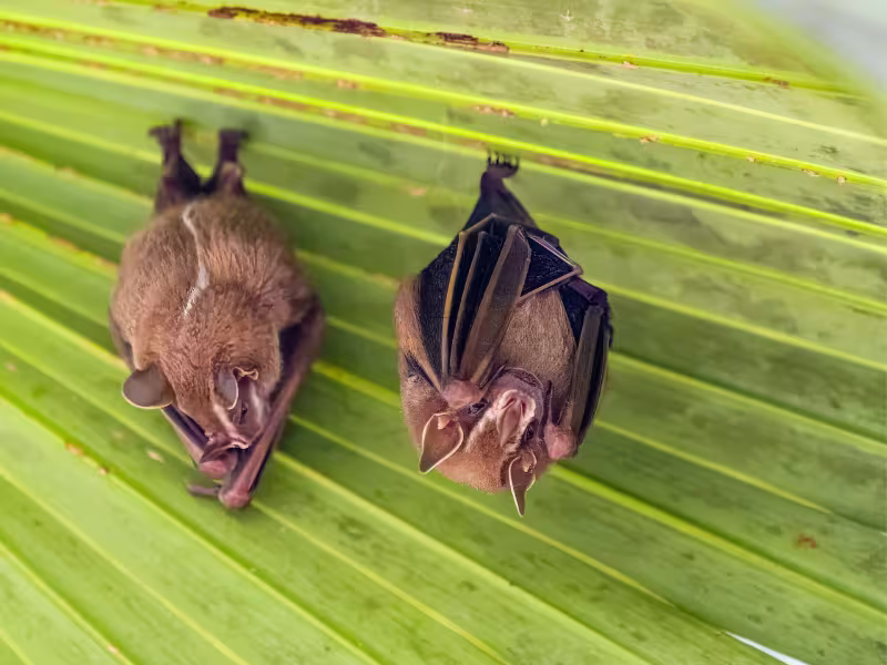 Humane Wildlife Removal