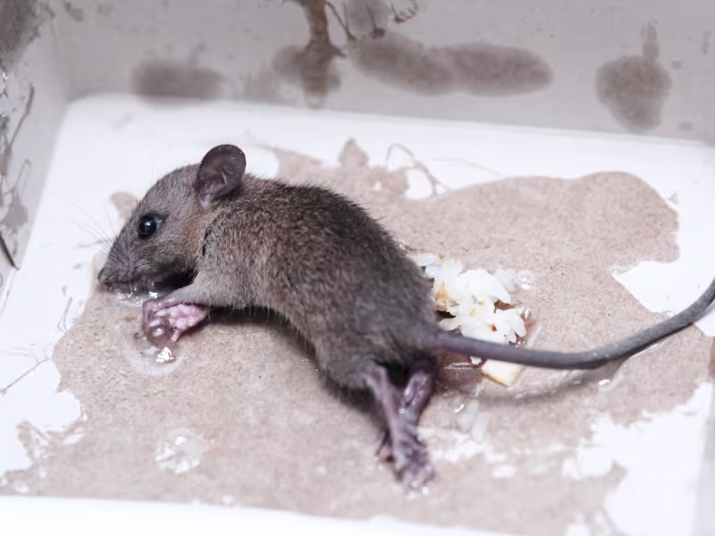 Mice Control Brampton