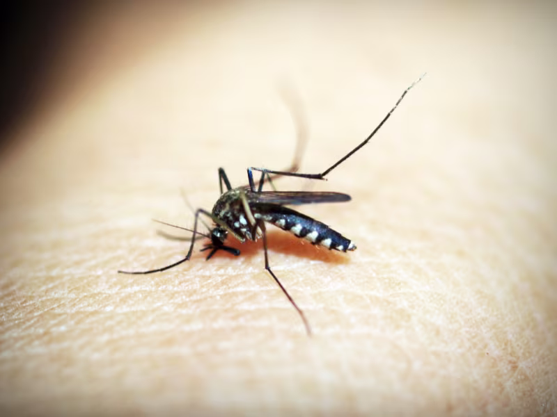 Mosquito Control