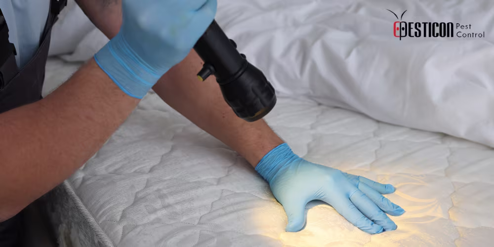 Pest Control Process Brampton