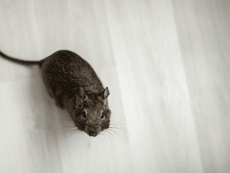 Rodent Control Brampton