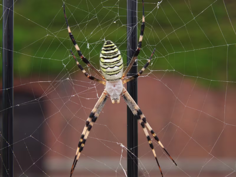 Spider Control