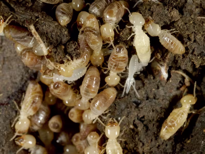 Termite Control