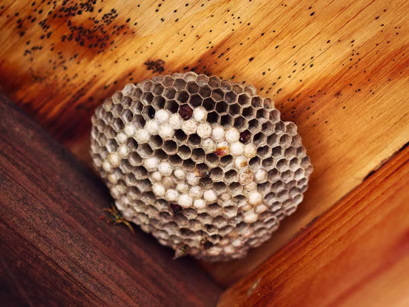 Wasps Nest Removal