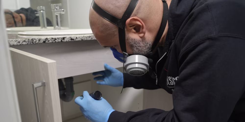 Pest Control Process Kitchener
