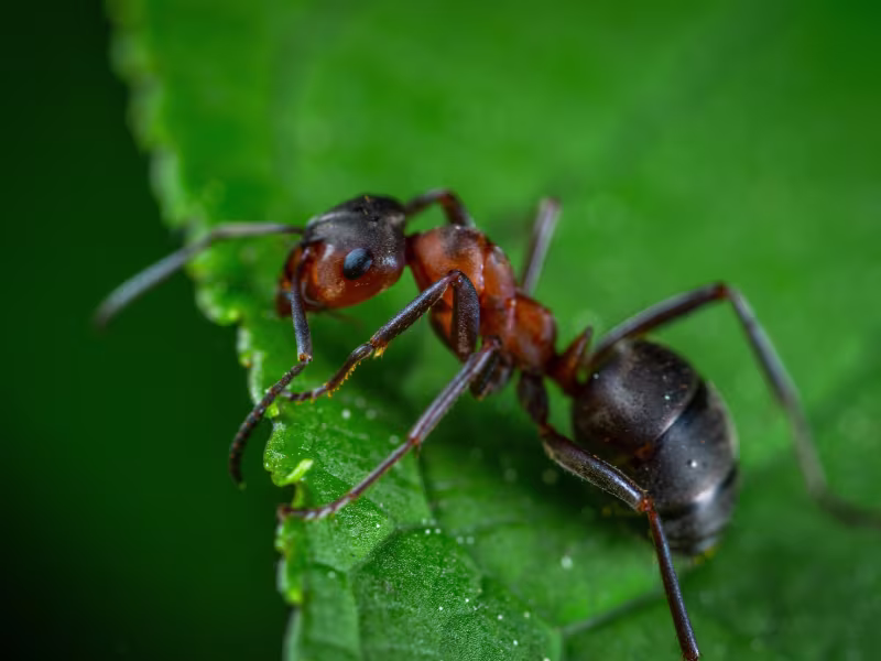 Ant Control Kitchener