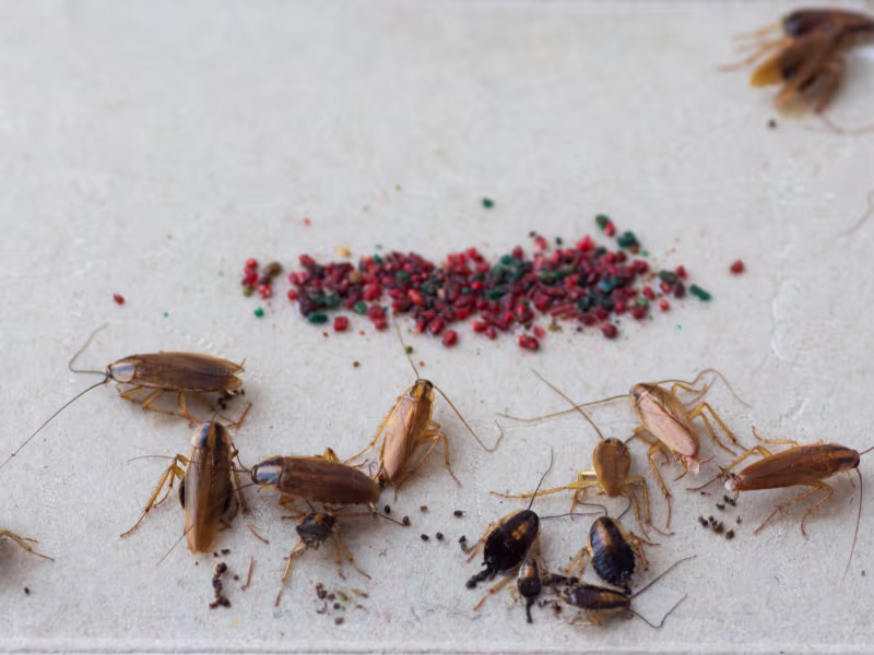 Cockroach Control Kitchener