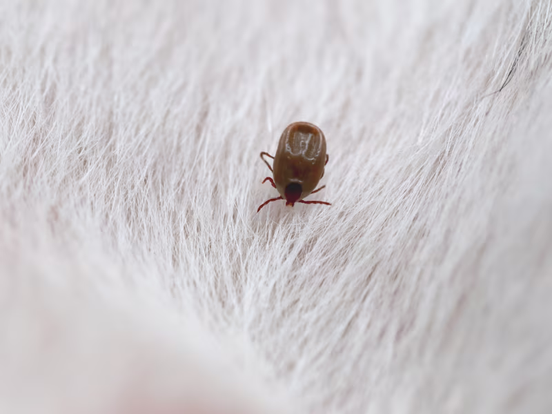 Flea Control Kitchener