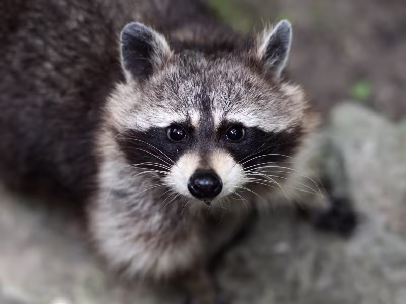 Humane Wildlife Removal Kitchener