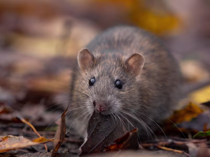 Rodent Control Kitchener