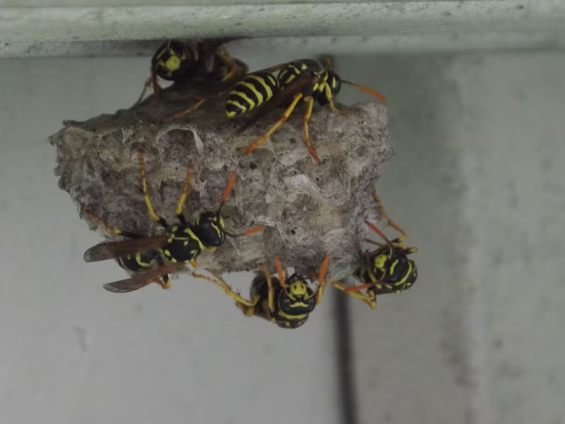 Wasps Nest Removal Kitchener