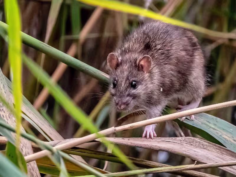 Rodent moving through outdoor vegetation