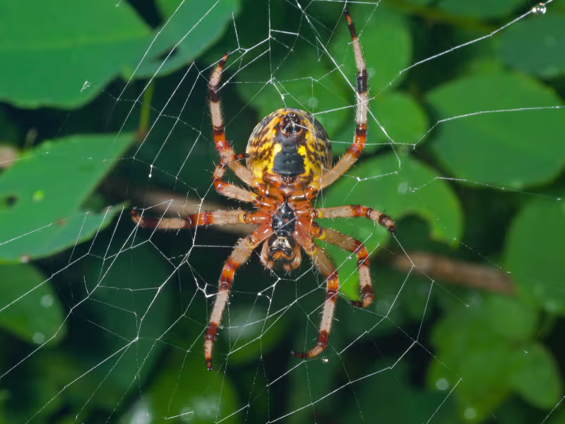 Spider sitting in web between garden leaves