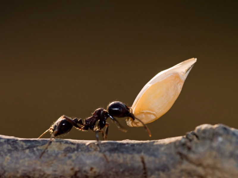 Ant Control Mississauga
