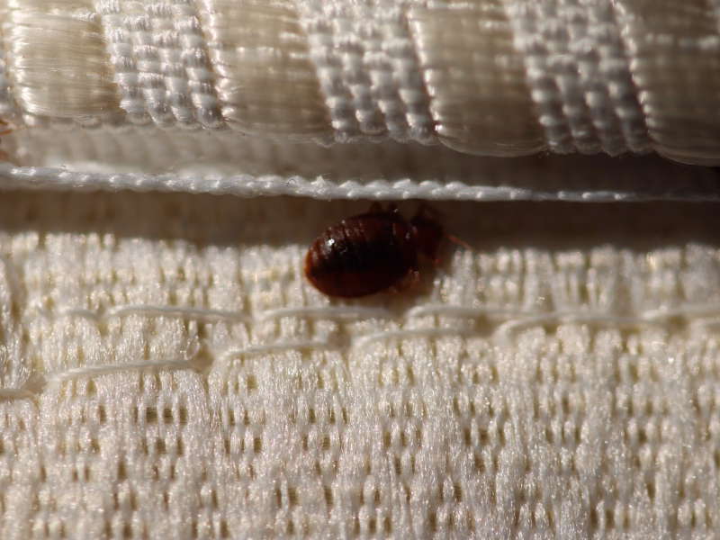 Bed Bug Removal