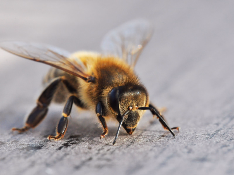 Bee Removal