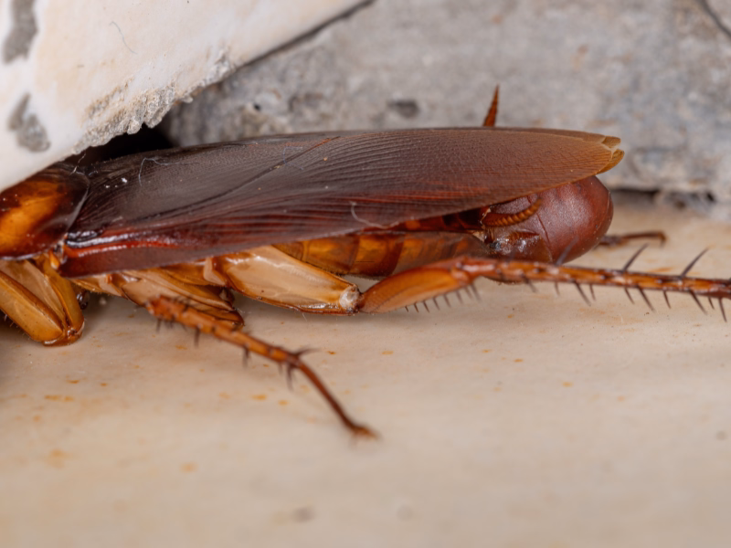 Cockroach Control