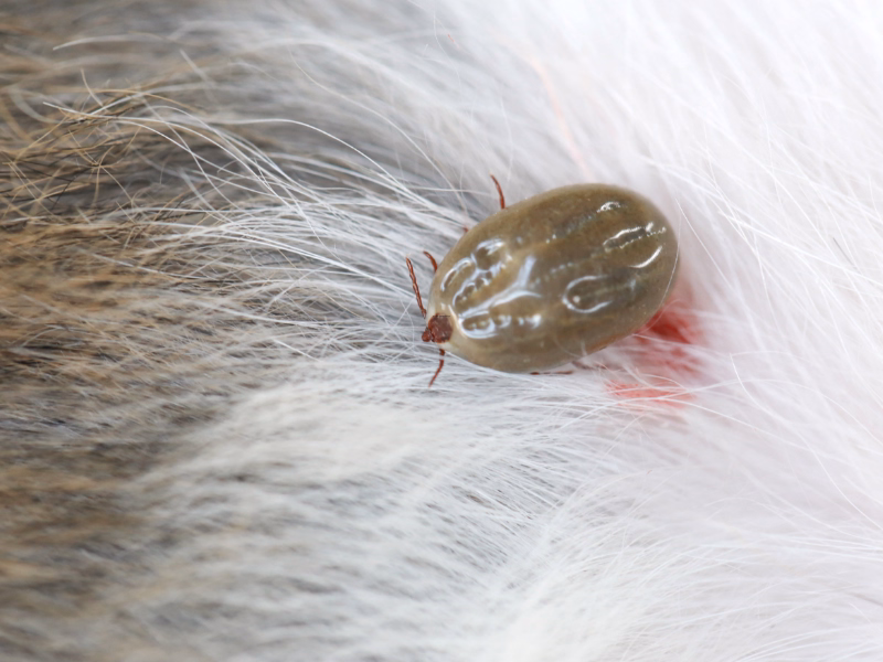 Flea Control