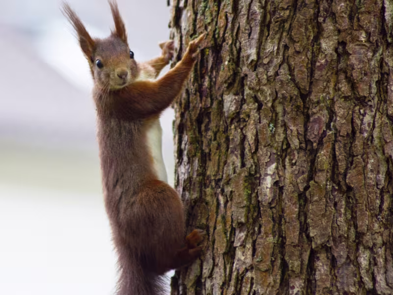 Humane Wildlife Removal