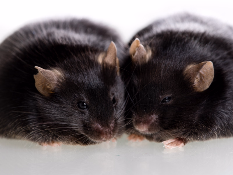 Mice Control Mississauga