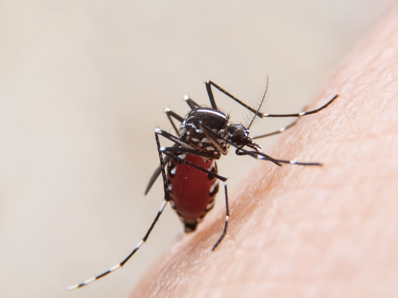 Mosquito Control