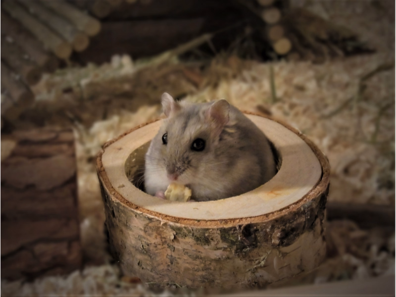 Rodent Control Mississauga
