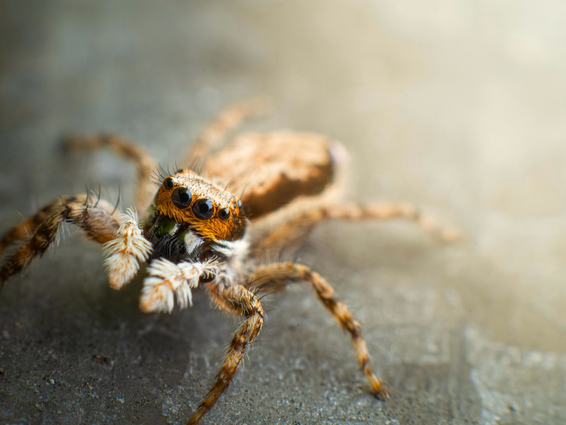 Spider Control