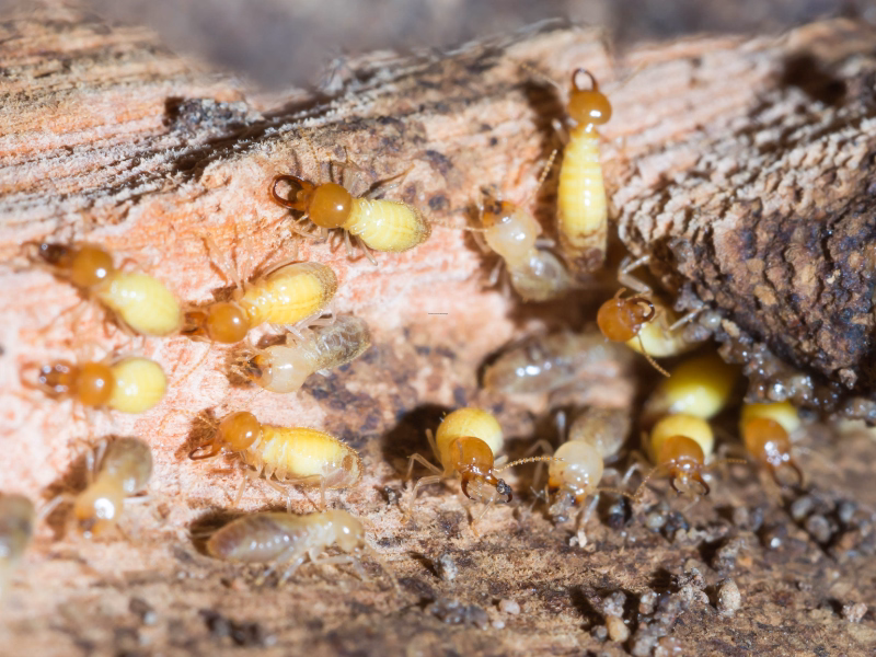 Termite Control