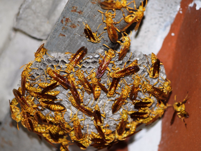 Wasps Nest Removal