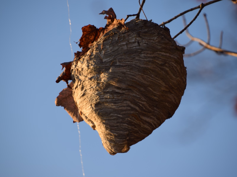 Hornet Nest Removal