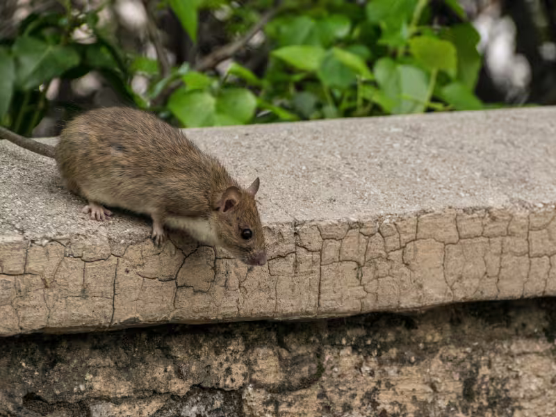 Rodent pest control near me showing rat on exterior ledge