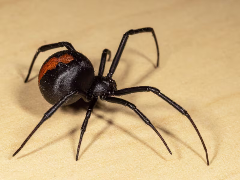 A black widow spider on a surface indoors.