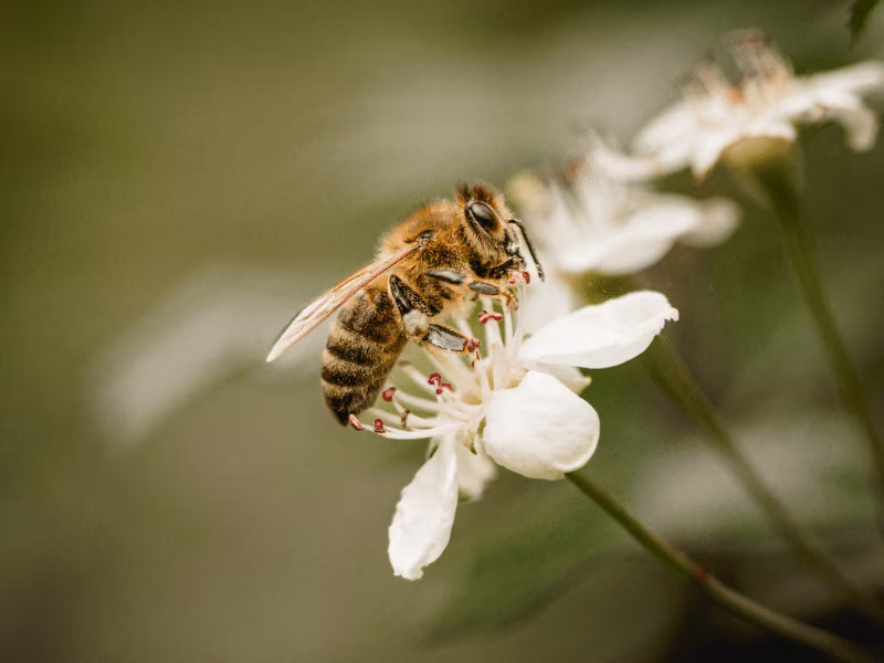 Bumblebee feeding on a flowering plant near a residential garden