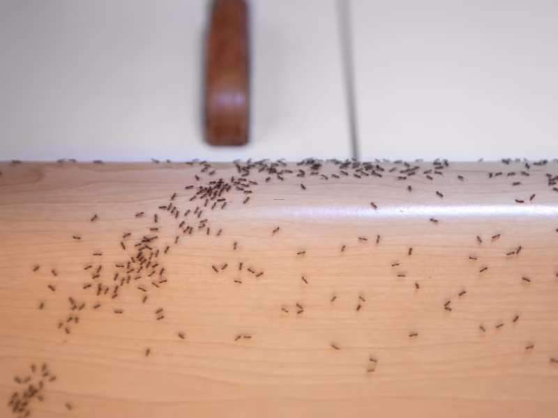 Ant Control Scarborough