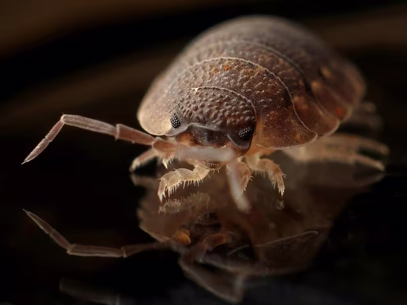 Bed Bug Removal Scarborough