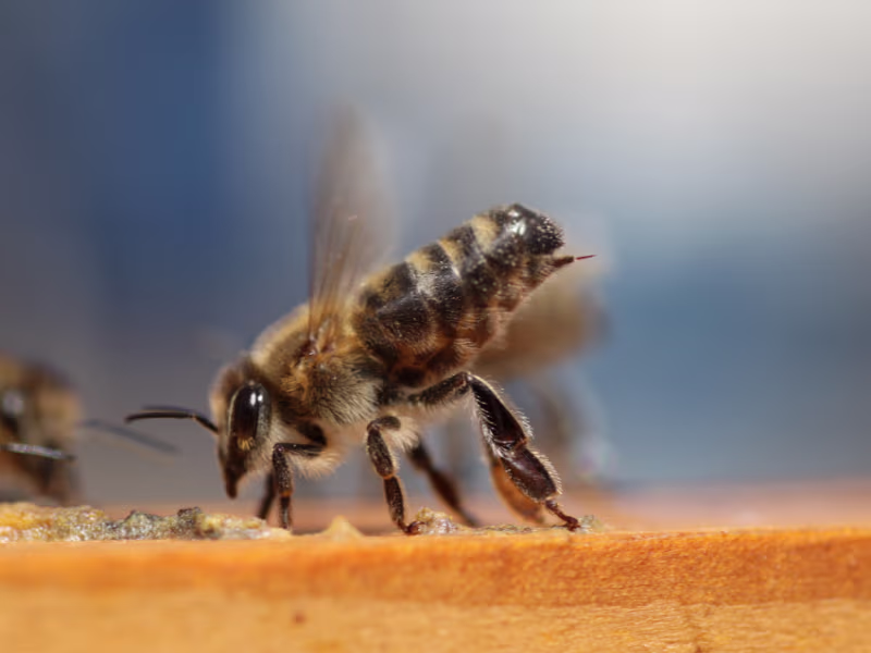 Bee Removal