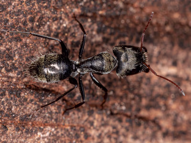 Carpenter Ants Control