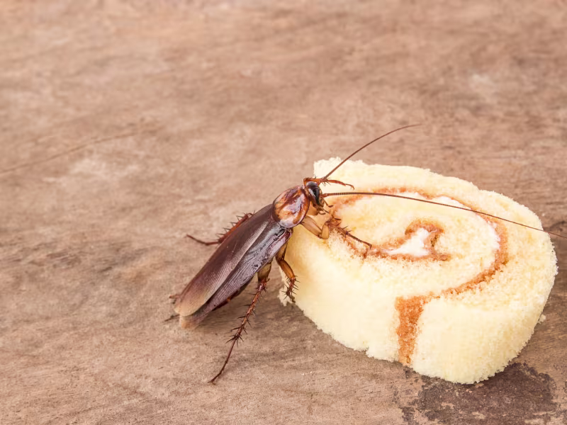 Cockroach Control