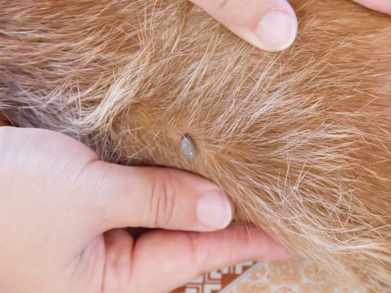 Flea Control