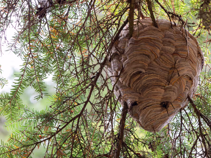 Hornet Nest Removal